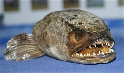 snakehead